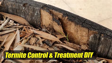 How to Termite Control, Termite Treatment DIY (Do It Yourself) - YouTube