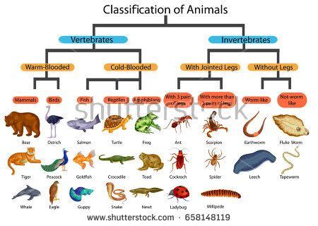 Education Chart Biology Classification Animals Diagram Stock Vector (Royalty Free) 658148119 ...