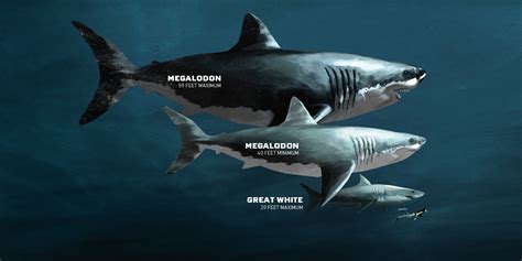 Cooper River - Diving for Megalodon Shark Fossils