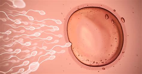 Sperm And Egg Fertilization Process