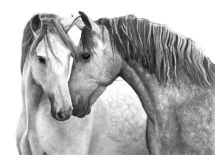 Dapple Grey Horses original graphite drawing by Margret Heyn. Horse Art Print, Horse Painting ...