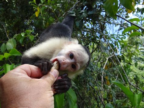 Want to feed the monkeys? Come and live the experience in Jungle Land ...