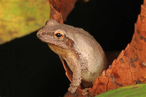 Creature Feature: Spring Peeper - Raritan Headwaters