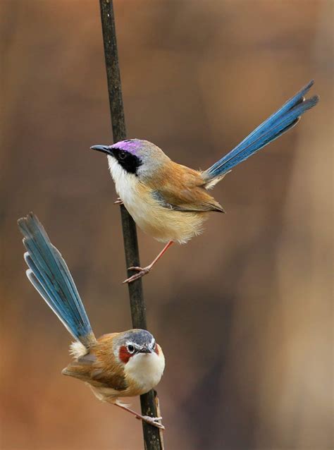 PURPLE-CROWNED FAIRY-WRENS | Pájaros bonitos, Aves, Aves exóticas