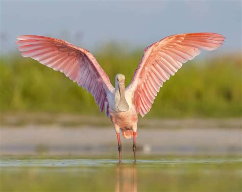 The Show-off ~ A Roseate Spoonbill stretches it's wings out after preening. I swear I saw all ...