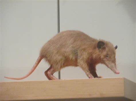 hispaniolan solenodon - ZooChat