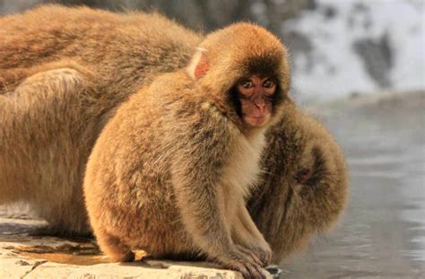 Monkey Habitat Facts: How Do Monkeys Survive in Habitat? - Primates Park