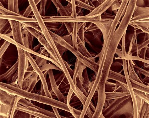 Cellulose fibres (print paper), SEM - Stock Image - C032/5023 - Science Photo Library