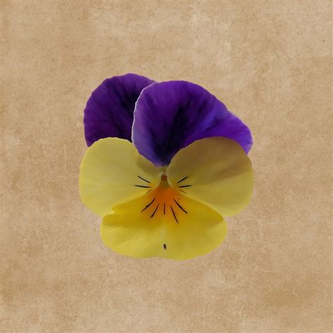 Fleur Violette Dessin - Fleurs violettes, ornement Dessin | k3897692 | Fotosearch