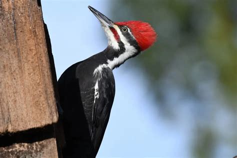 Everything You Need to Know About Woodpeckers in Ohio - Bird Advisors