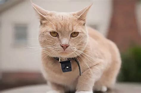 Best Cat Collar Camera in 2024 for Recording Feline Adventures