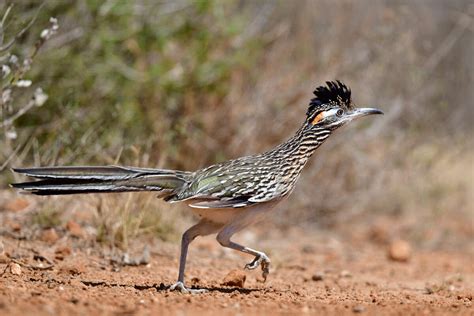 New Texas roadrunner license plate launches for state conservation funding