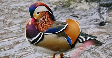Beautiful Photos of the Mysterious Mandarin Duck of Central Park ...