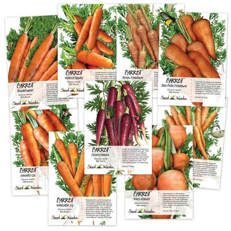 The Five Different Types of Carrots You Can Grow | HGTV