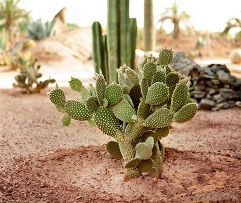 Cactus plants, Cactus types, Types of cactus plants