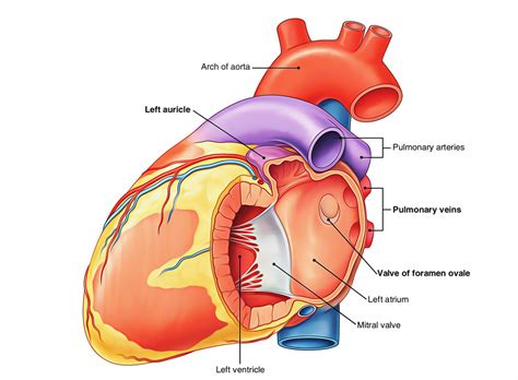 Anatomy Of Left Atrium - Anatomical Charts & Posters