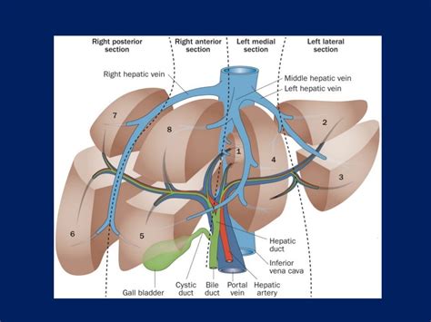 Surgical Anatomy of the Liver : Ηepatectomies - Dimitris P. Korkolis