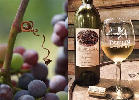 Duplin Winery - Happy Clients | LHWH Advertising & PR