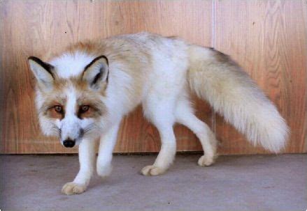 Red marble fox Kitsune, Maned Wolf, Wild Animals Photos, Fox Pictures ...