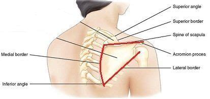 How to Fix Uneven Shoulders - Posture Direct | Shoulder posture, Postures, Massage ball