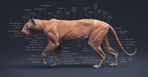 Vladimira Strukanova - Leopard Anatomy