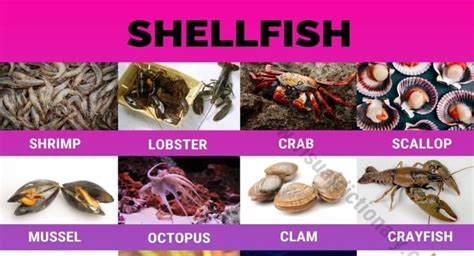 Shellfish: 22 Popular Types of Shellfish All Over the World - Visual Dictionary