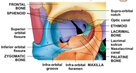 Orbital-Cavity.png (531×287) | Eye study, Palatine bone, Palatine