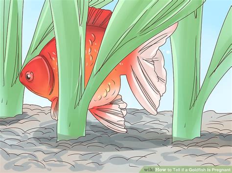 How to Tell if a Goldfish Is Pregnant: 8 Steps (with Pictures)