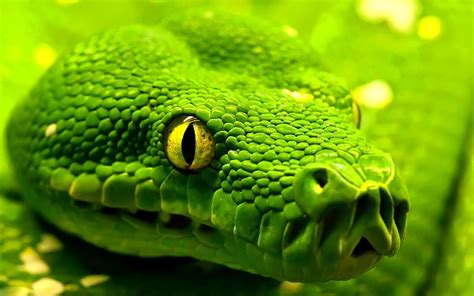 What a color! | Snake wallpaper, Reptile eye, Green anaconda