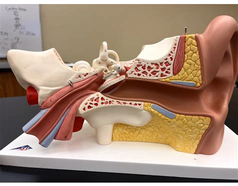 inside ear model Quiz