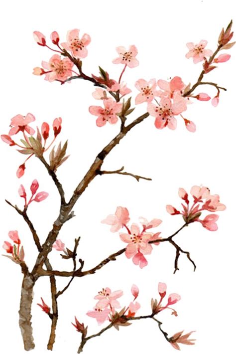 Twig Drawing Cherry Blossom - Japanese Cherry Blossom Flower Painting