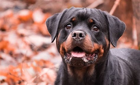 How Much Should A Male Rottweiler Weight