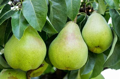 Discover 11 Different Types of Pears: Taste Profiles and Best Uses! - A-Z Animals