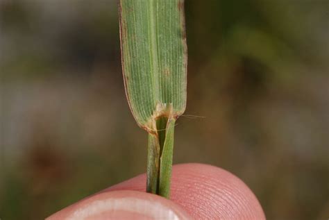 Paspalum dilatatum (Poaceae) image 24069 at PhytoImages.siu.edu