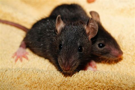 Rat Babies Black - Free photo on Pixabay