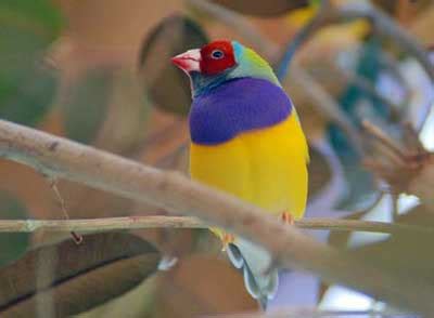 10 Macam Burung Paling Terindah dan Menakjubkan di Dunia ~ Fakta Unik Seru dan Menarik