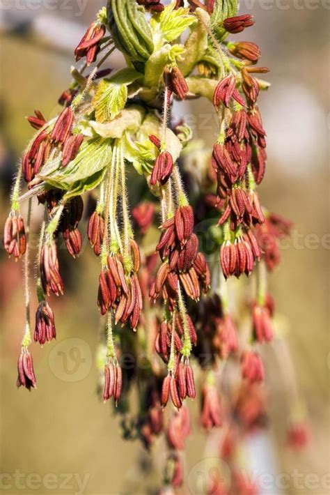 spring maple tree 9417614 Stock Photo at Vecteezy