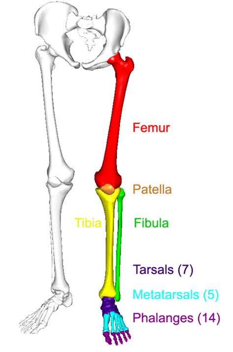 CUSS Lower Limb Anatomy FINAL REVISION SESSION - TimeTree