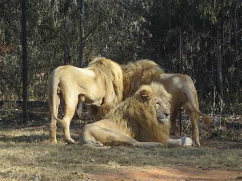 Lion and Safari Park , Johannesburg - Start your tour in South Africa here!