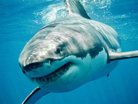 Fun Facts About Great White Sharks - The Wild Adventure Girls