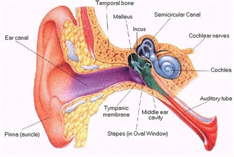 Hearing Loss Regenerated in Damaged Mammal Ear | The Personal Longevity Program