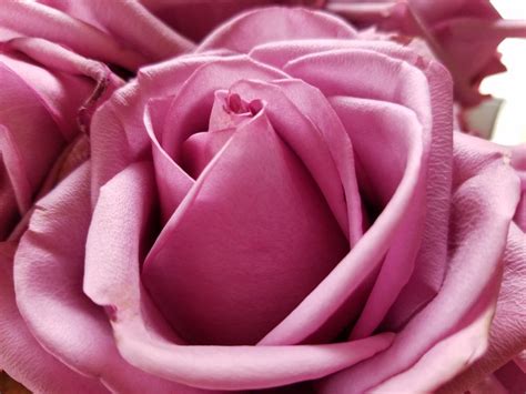 17 Rose Color Meanings to Help You Pick the Perfect Bloom Every Time ...