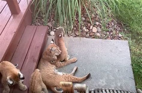 WATCH: Adorable Mama Bobcat And Her Cubs in Boulder County