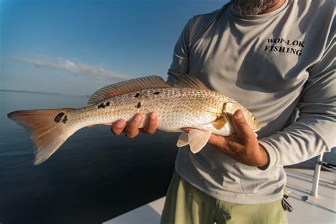 Pin by Carl Messana on Texas Redfish | Red fish, Fish, Texas