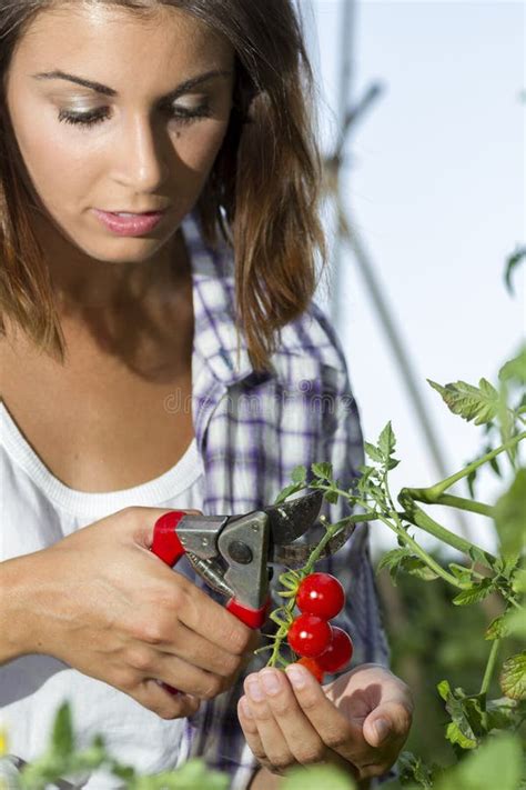 Harvesting a Cherry Tomatoes Stock Image - Image of environment, human: 32891399