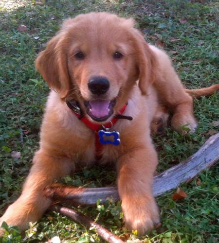 Red Golden Retriever Puppies For Sale by... - Chronicles of a Love ...