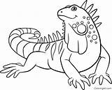 Iguana Coloring Pages 23 Free Printables  ColoringAll sketch template
