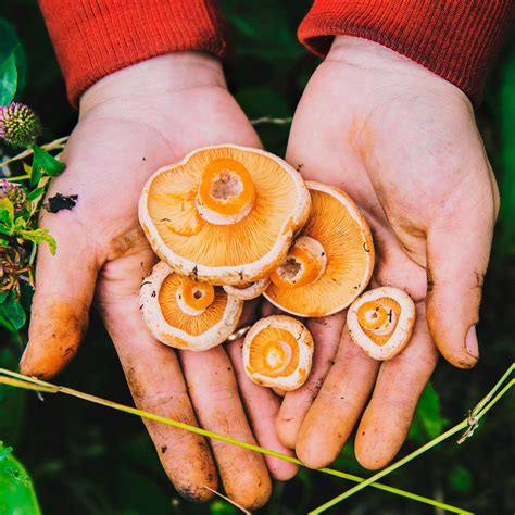 How to Start Foraging for Mushrooms | Family Handyman