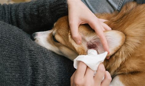 How to Clean a Dog'S Ear at Home