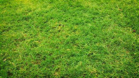 Free Images : lawn, meadow, leaf, flower, summer, moss, pasture, soil, turf, grassland ...